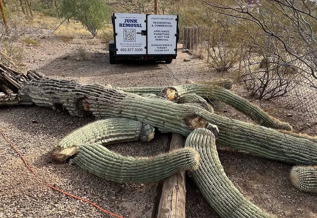 A toppled saguaro cut into sections for removal in Desert Hills